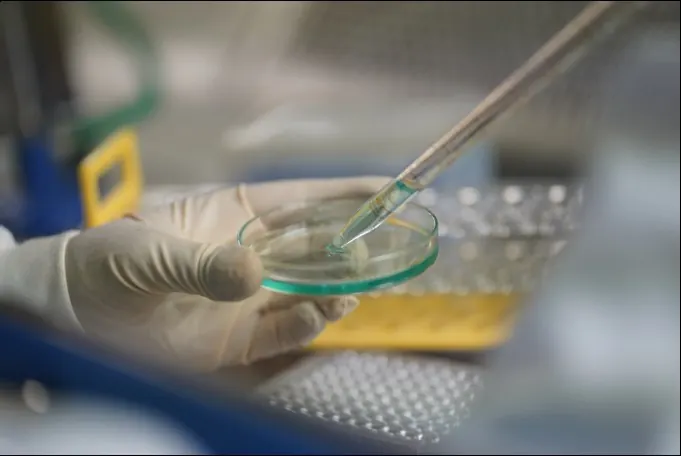 A gloved hand pipetting into a dish