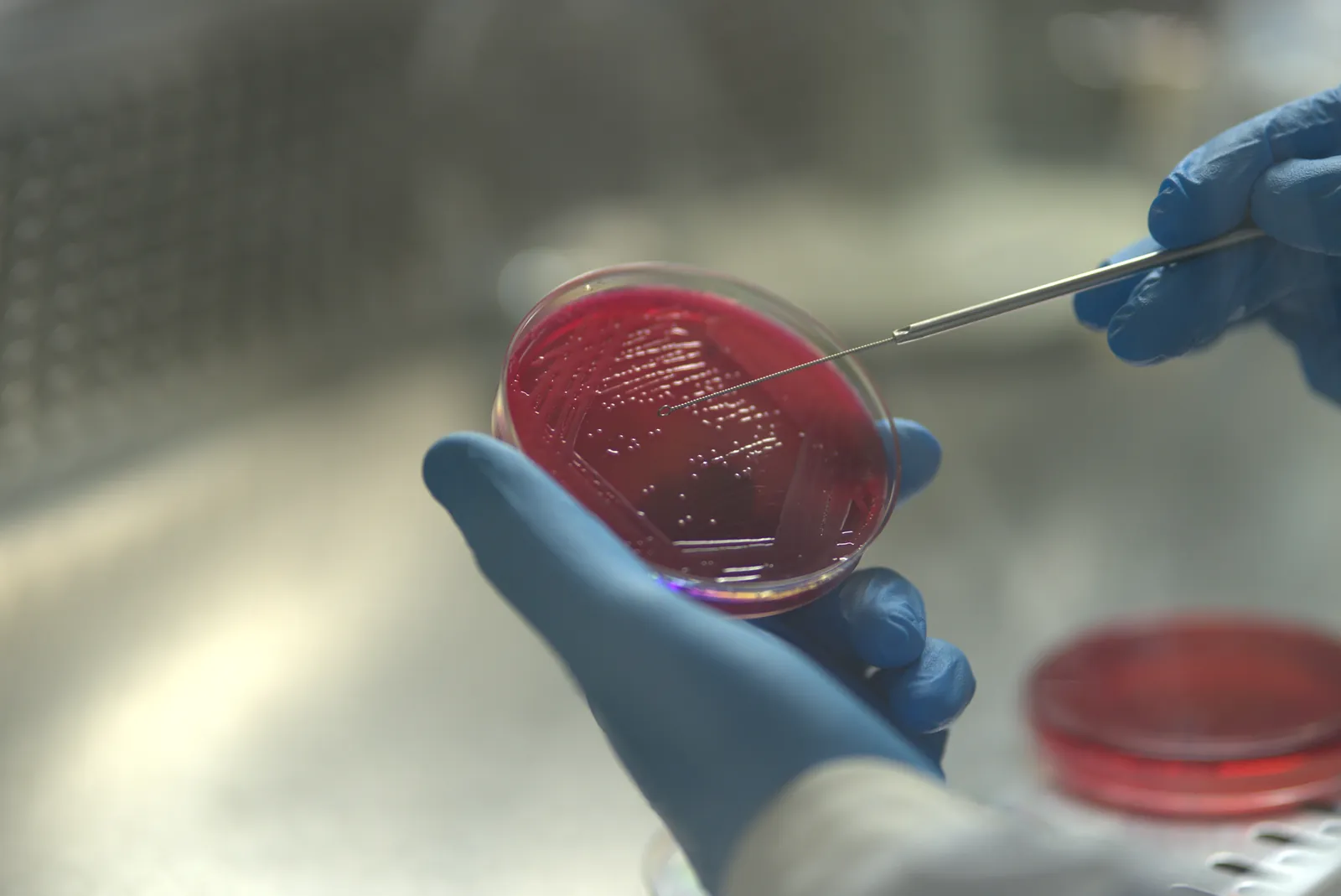 Streaking a bacterial culture on an agar plate