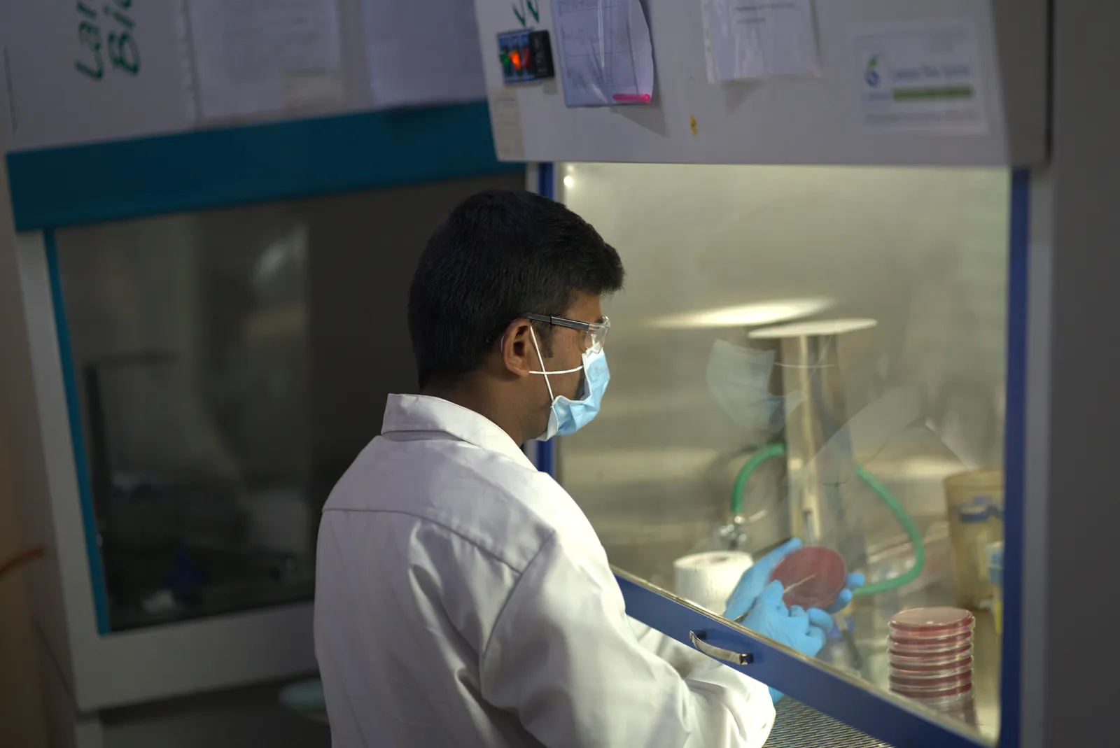 A researcher works inside a biosafety cabinet
