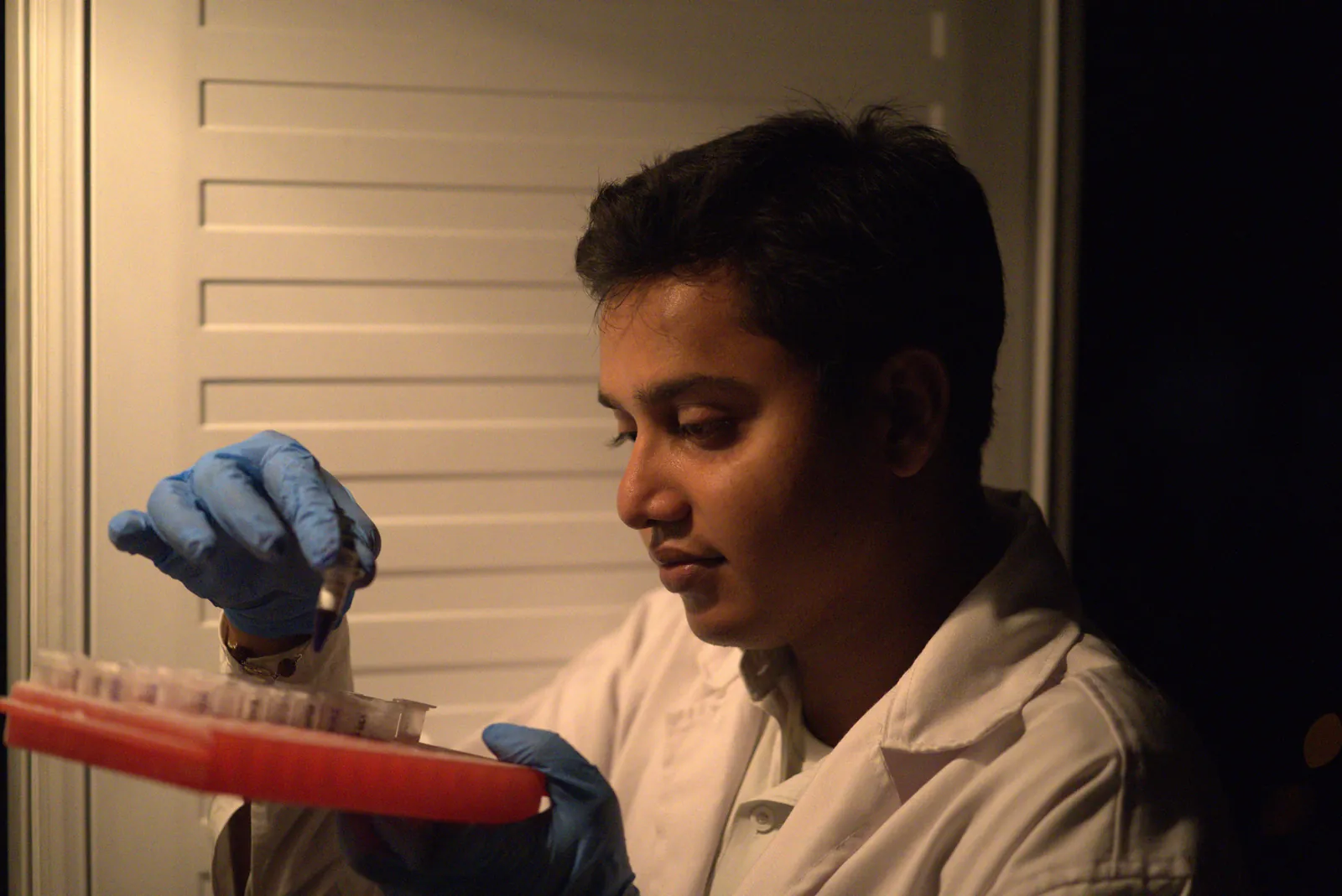 A researcher examines culture plates