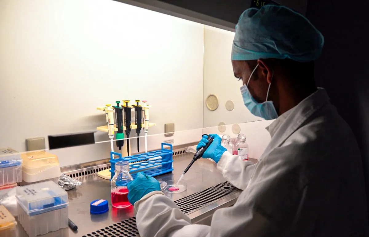 A researcher pipettes samples inside a biosafety cabinet